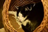 Katze liegt in Korb