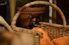Katze schaut zu