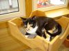 Katze steht in Holzkiste