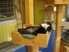 Katze liegt in Holzk�rbchen