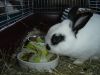 Hase sitzt im K�fig und frisst
