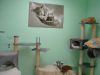 Katzenbaum und Spielzeuge im Katzenbereich