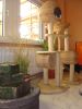 Innenhof f�r Hunde