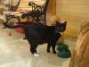 Schwarze Katze beim Fressen