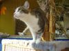 Katze schaut gespannt aus Freigehege hinaus