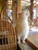 Katze schn�ffelt in die Luft