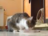 Katze frisst aus Sch�lchen