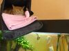 Katze liegt �ber Aquarium