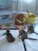 Drei Katzen-Geschwister beim Spielen