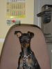 Herr Overl�nder kniet neben zwei Hunden