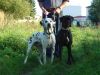 Zwei gro�e Hunde stehen auf Wiese
