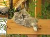 Katze schaut vertr�umt und verschmust