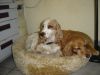 Zwei Hunde liegen im K�rbchen