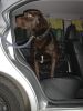 Hund steigt aus Auto aus