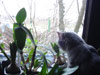 Katze schaut aus dem Fenster