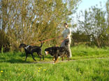 Mitarbeiter geht Gassi mit Hunden auf Feld