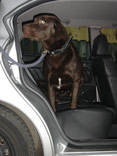 Hund steigt aus Auto aus