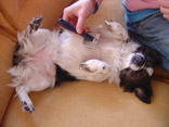 Hund wird geb�rstet