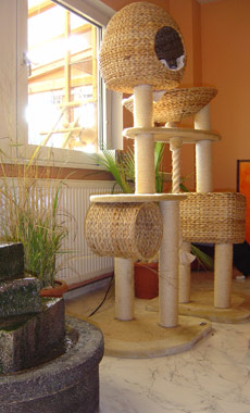Springbrunnen und Katzenbaum im Sonnenlicht