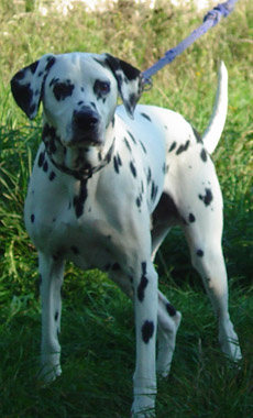 Hund steht im Feld