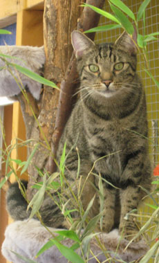 Katze sitzt auf Baum