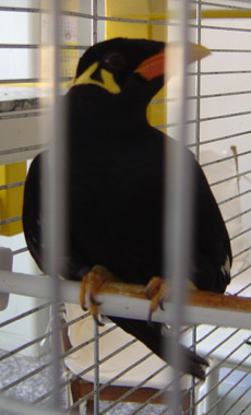 Vogel sitzt in K�fig