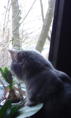 Katze schaut aus dem Fenster