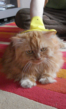Katze wird geb�rstet
